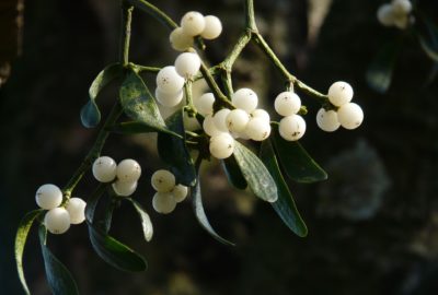 Mistletoe