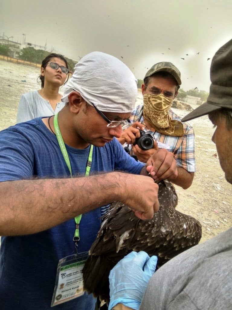 Nisnat tagging a black kite.