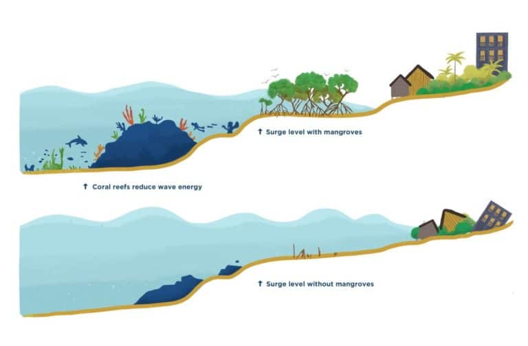 Scientific image comparing the effects of having a mangrove to not having one