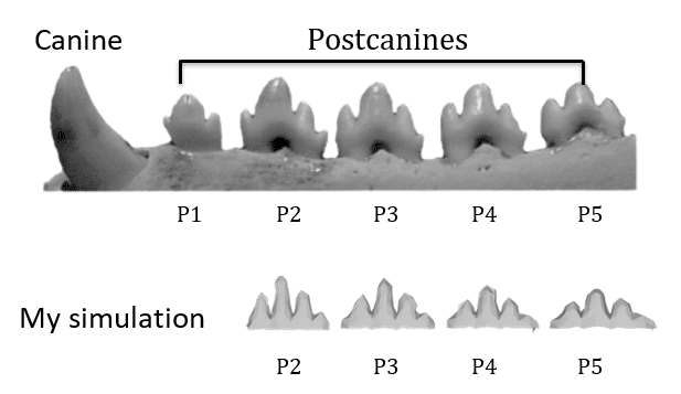 A photo of what Sam simulates with seal teeth