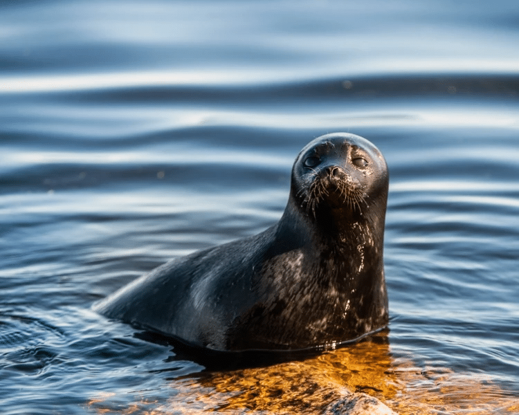 Photo of a Lake Lagoda Ringed Seal