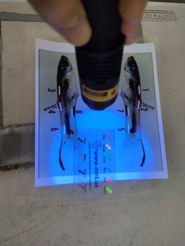 Guppy marks observed under UV rays