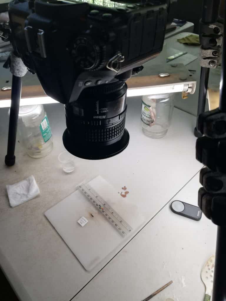 A guppy under a camera lens