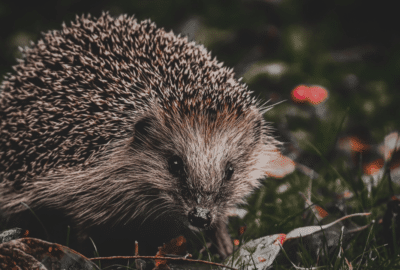 A hedgehog on the grass