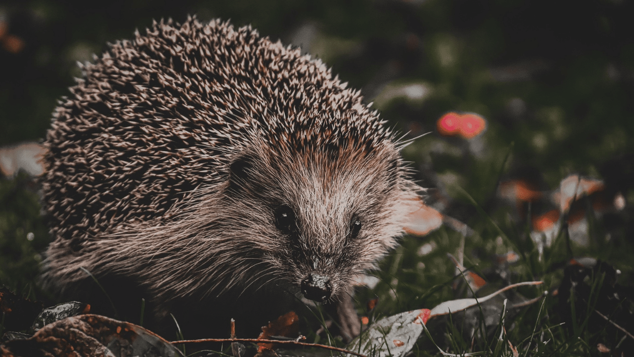 A hedgehog on the grass